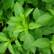 Basil Mrs. Burns' Lemon Untreated Herb