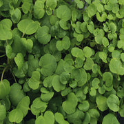 Watercress Avona Untreated Herb/Microgreen