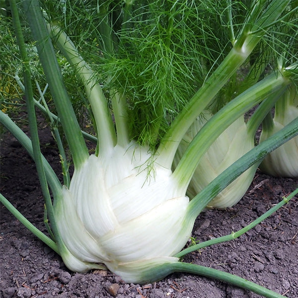 fennel seeds plant Tauro F1 Untreated Fennel Seeds