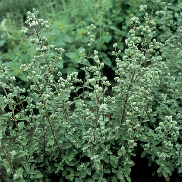 herb seeds for planting Sweet Marjoram Untreated Herb Seeds