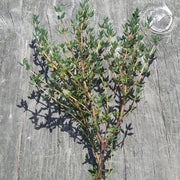 Thyme Deutscher Winter Untreated Herb