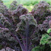 Scarlet Untreated, Graded Kale