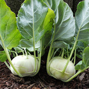 Terek F1 Untreated Kohlrabi