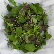 Spicy Salad Complement Untreated Seed, Raw Lettuce/Microgreen Seeds
