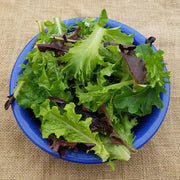 Super Frilly Lettuce Mix Untreated Seed, Raw Lettuce