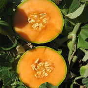 Sugar Cube F1 Untreated Melon