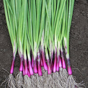 Apache Untreated Onion