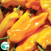 Gatherer's Gold Sweet Italian Organic Pepper