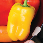 Sweetie Yellow F1 Untreated Pepper