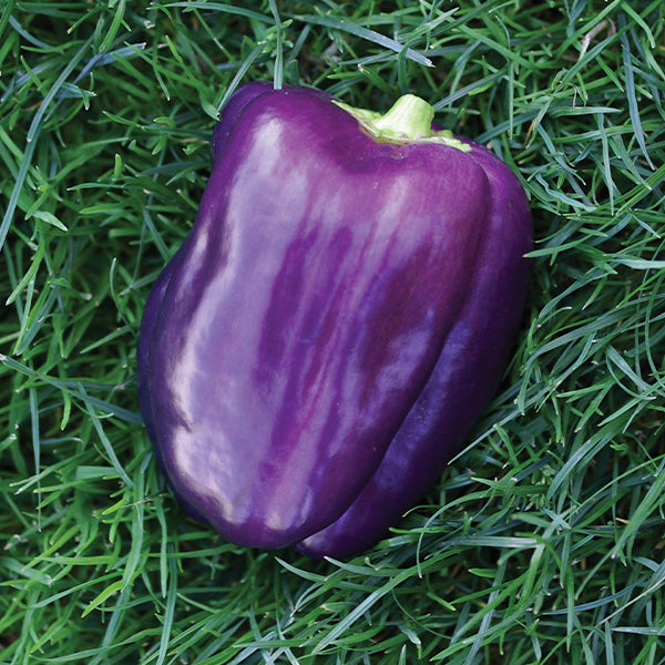tequila plant seeds Tequila F1 Untreated Pepper Seeds