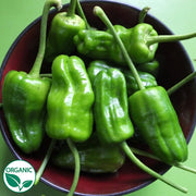 Padron Organic Pepper