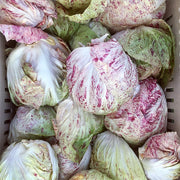 Adige Medio Untreated Radicchio