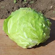 Brenta Medio Untreated Radicchio