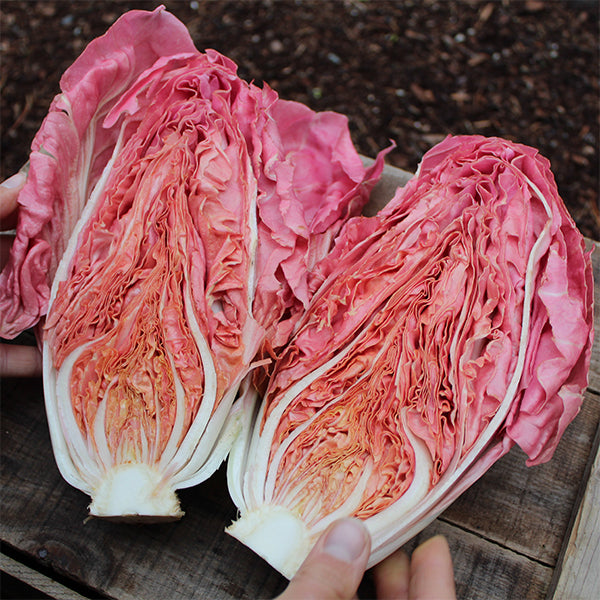 rosada seeds Rosalba Untreated Radicchio Seeds