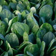 Lakeside F1 Untreated Spinach
