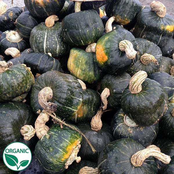 burgess seed & plant Buttercup Burgess Organic Squash Seeds