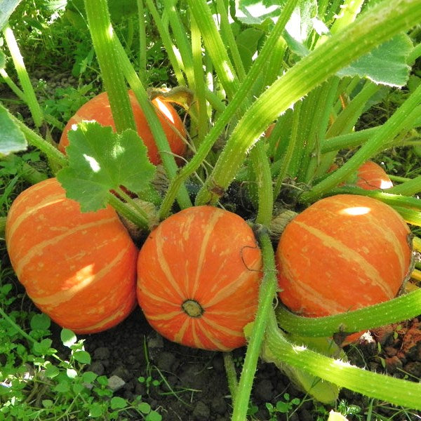 kabocha squash seeds for planting Orange Cutie F1 Untreated Squash Seeds