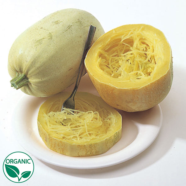 plant spaghetti squash seeds Vegetable Spaghetti Organic Squash Seeds