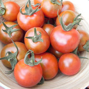 Sunchocola F1 Untreated Tomato