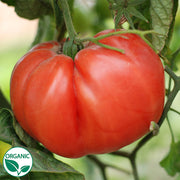 Brandywine Pink Organic Tomato