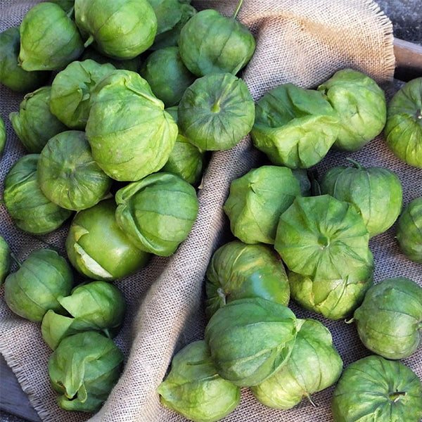 plant tomatillo seeds Siqueiros F1 Untreated Tomatillo Seeds