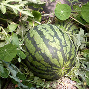 New Orchid F1 Untreated Watermelon