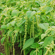 Green Tails Untreated Amaranthus