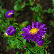 Standy Deep Blue Untreated Aster