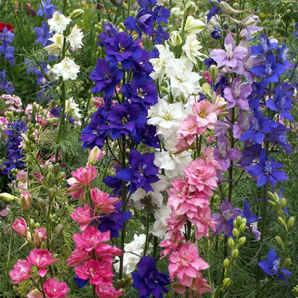 flower rocket seeds Rocket Mix Untreated Larkspur Seeds