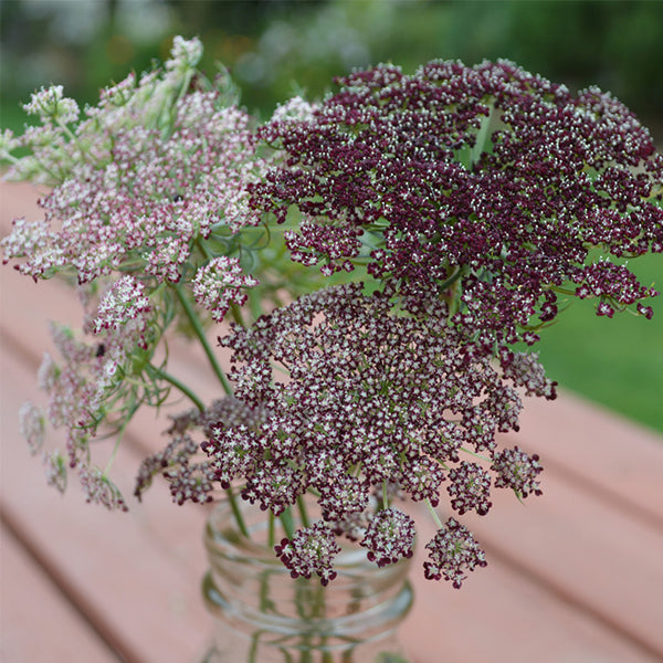 i promise to plant kisses like seeds Purple Kisses Untreated Daucus Seeds