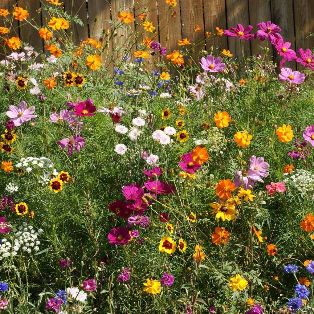 cutting garden seeds Cut Flower Mix Untreated Flower Seeds
