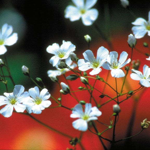 gypsophila covent garden seeds Baby's Breath 'Covent Garden' Untreated Gypsophila Seeds