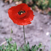 Rhoeas Red Untreated Poppy