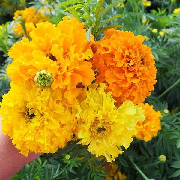 giant yellow marigold seeds Crackerjack Giant Mix Untreated Marigold Seeds
