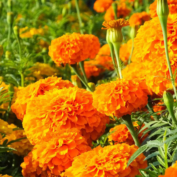 jedi marigold seeds Chedi™ Orange Untreated Marigold Seeds