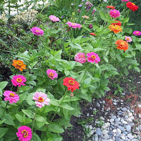 planting california giant zinnia seeds ZINNIA elegans 'California Giants Mix' (Zinnia, Mixed