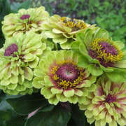 Queeny Lime Blotch Untreated Zinnia
