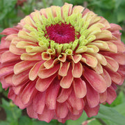 Queeny Lime Red Untreated Zinnia
