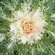 Coral™ Prince F1 Untreated Flowering Kale