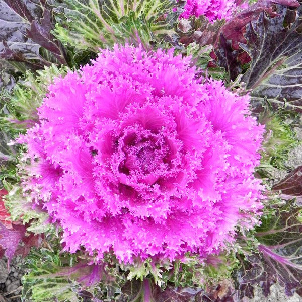 Premium Garden Seeds Flowering Kale Seeds Bright And Early Premium Garden Seeds Flowering Kale Seeds Bright And Early