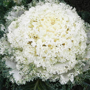 Nagoya White F1 Untreated Flowering Kale