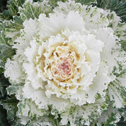 Osaka White F1 Untreated Flowering Kale