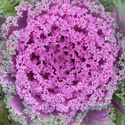 Red Kamome F1 Untreated Flowering Kale
