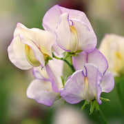 High Scent Untreated Sweet Pea