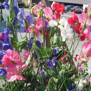 Early Multiflora Mix Untreated Sweet Pea