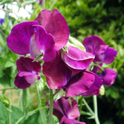 Spencer Beaujolais Untreated Sweet Pea