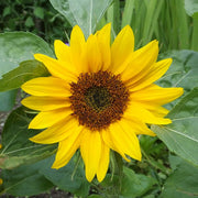 Big Smile Untreated Sunflower