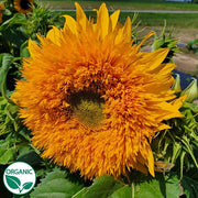 Goldy Double F1 Organic Sunflower
