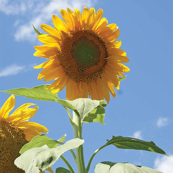 striped sunflower seeds for planting Mammoth Grey Stripe Untreated Sunflower Seeds