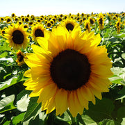 ProCut® Brilliance F1 Untreated Sunflower